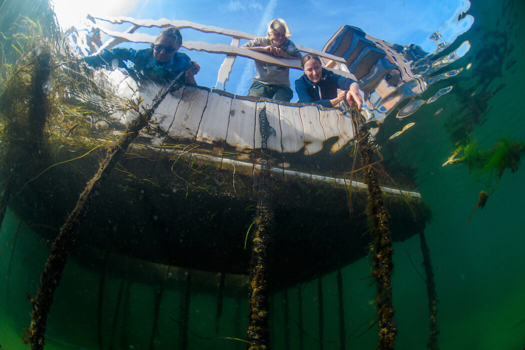 Havskolonister ur musslornas synvinkel.