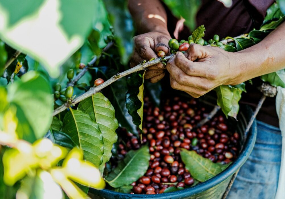 Avskogningen för kaffe har ökat de senaste 10 åren.