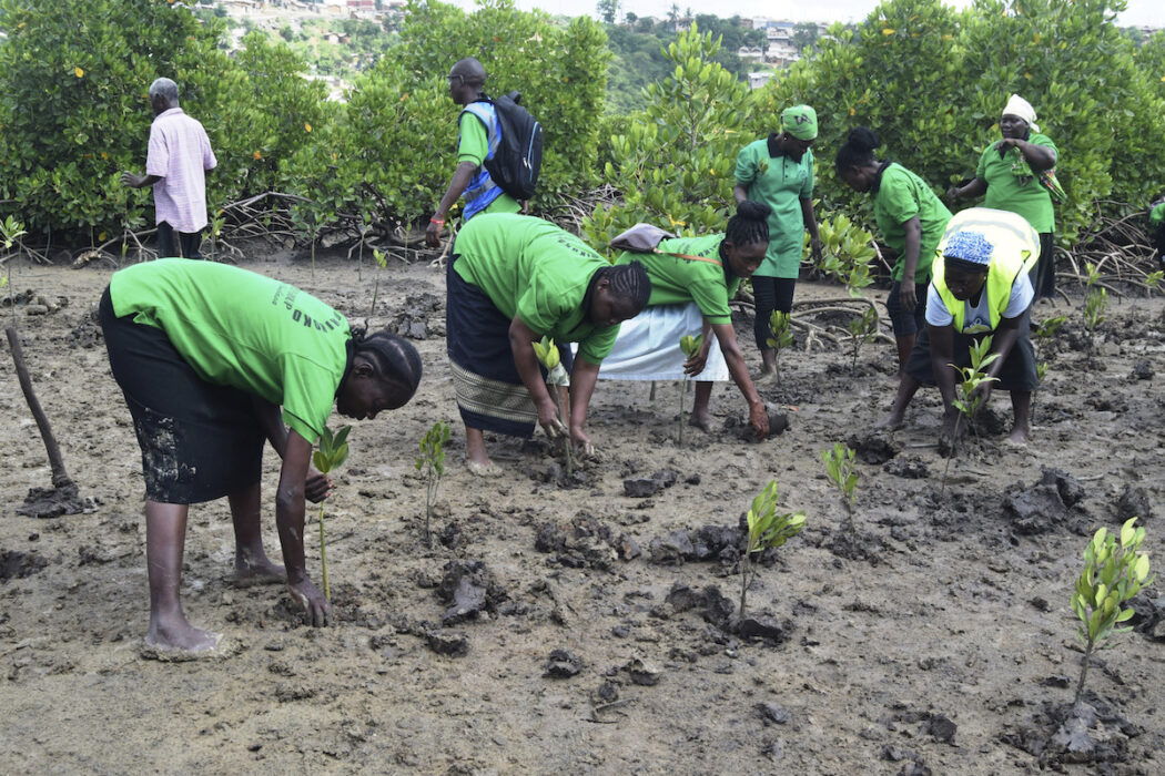 Medlemmar i miljövårdsgruppen Tulinde Mikoko planterar mangroveträd i Mombasa county, Kenya.