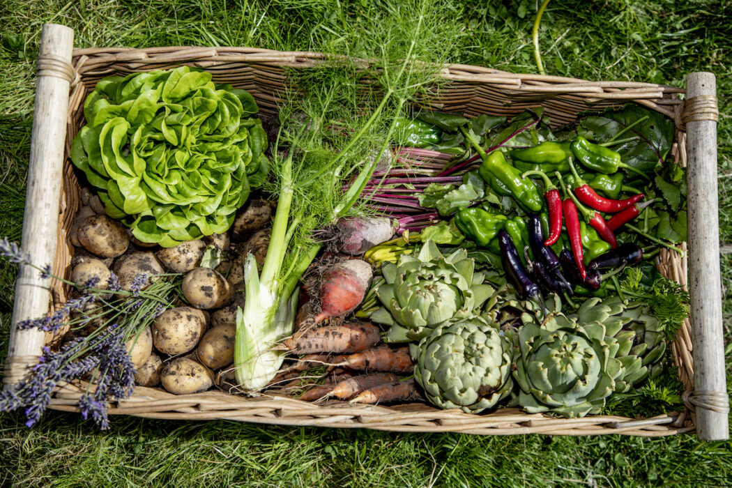 Grönsaker odlade på en kolonilott i Göteborg.