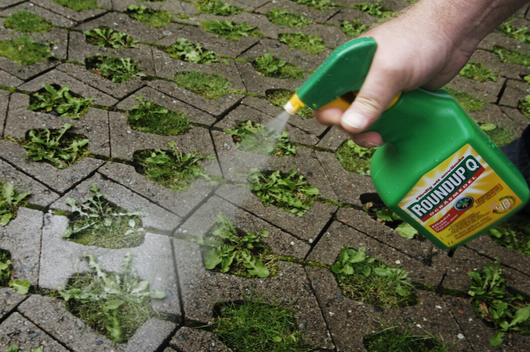 Hur säkert är ogräsmedlet glyfosat egentligen? Nu har en studie dragits tillbaka när den har visat sig vara falsk.