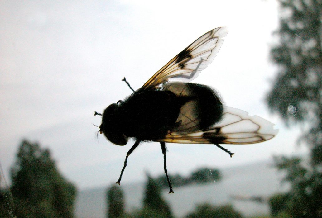 050801. En fluga som kryper på ett fönster. Foto. Hasse Holmberg. Kod 96 COPYRIGHT SCANPIX SWEDEN