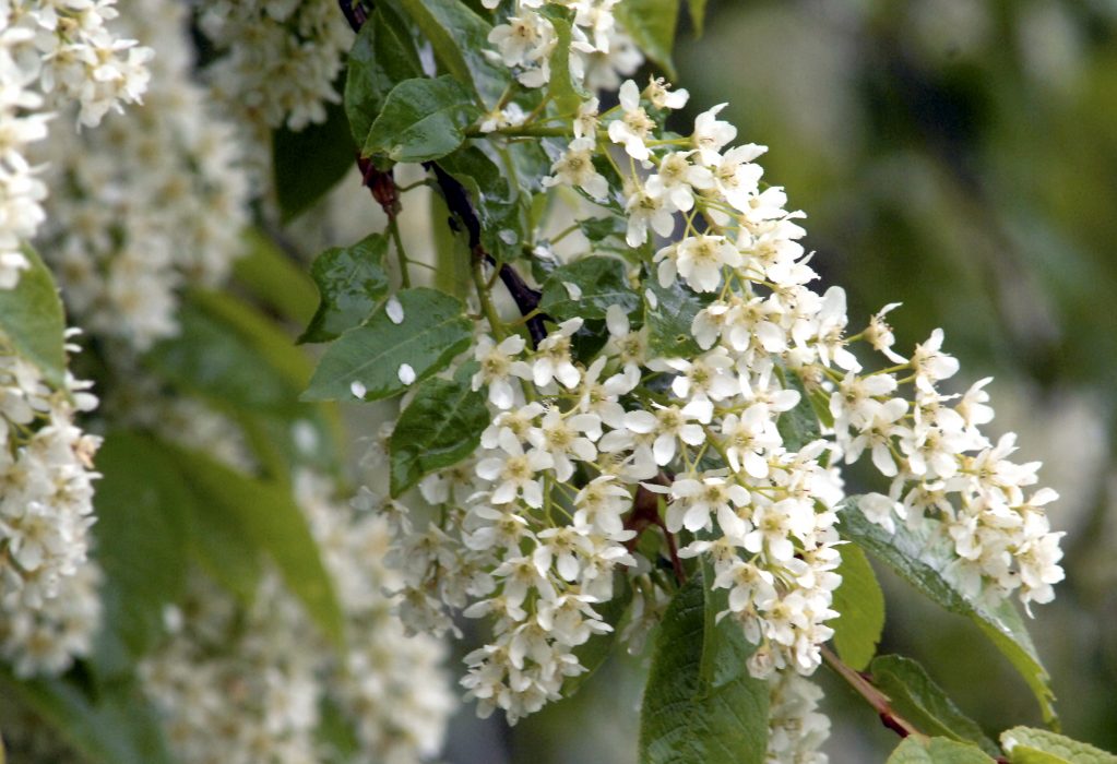 GRÄSKÖ 2010-06-14
Blommande hägg.
Foto. Hasse Holmberg / SCANPIX Kod 96
