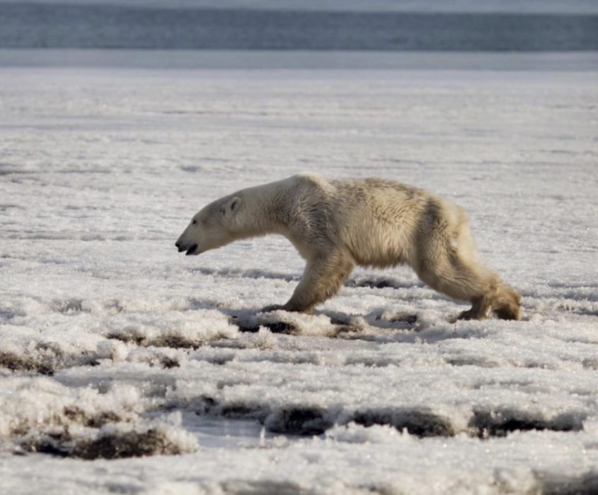 In this photo taken on Tuesday, April 16, 2019, a polar walks on ice near in Tilichiki, about 936 kilometers (585 miles) north of Petropavlosk Kamchatsky, Russia. Residents of a village on Russia's far eastern Kamchatka Peninsula were stunned when they saw a polar bear climbing on the shore hundreds of kilometers (miles) away from its usual habitat. Russian media say the animal, which looked exhausted, prowled the village searching for food. (Alina Ukolova via AP)