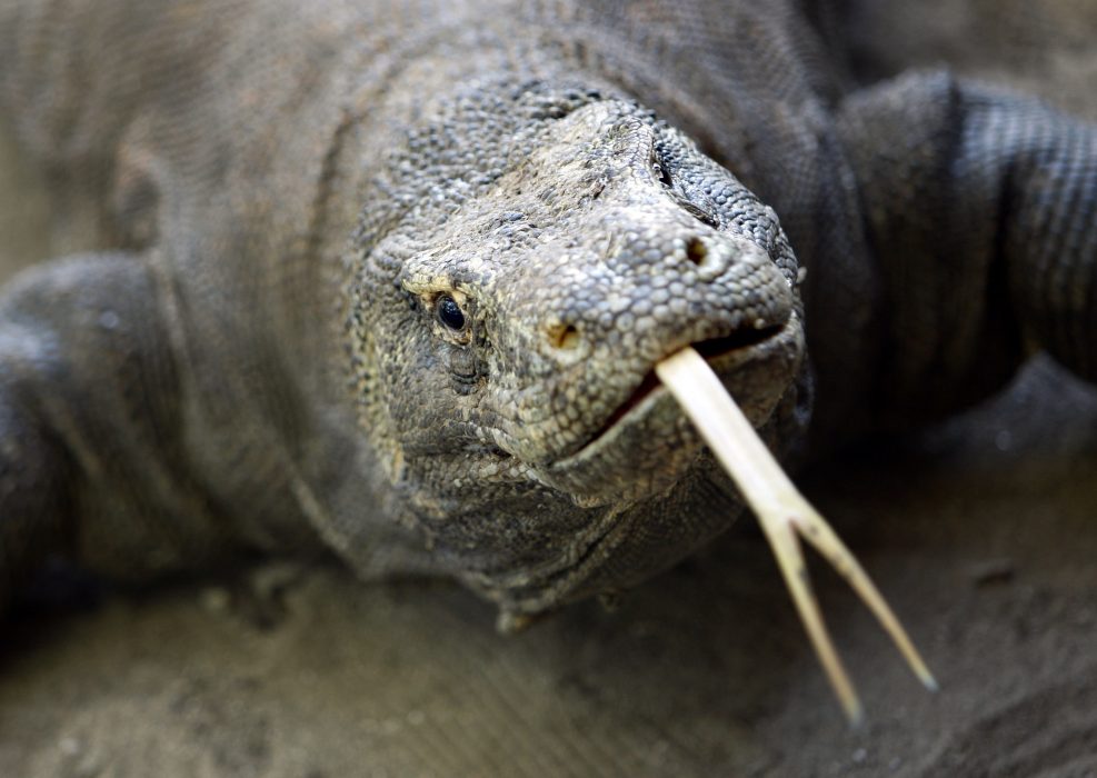 **ADVANCE FOR MONDAY, MAY 25** In this photo taken on April 30, 2009, a Komodo dragon is seen on Komodo island, Indonesia. Attacks on humans by Komodo dragons _ said to number at around 2,500 in the wild _ are rare, but seem to have increased in recent years. Komodo dragons have a fearsome reputation worldwide because their shark-like teeth and poisonous saliva can kill a person within days of a bite. (AP Photo/Dita Alangkara)