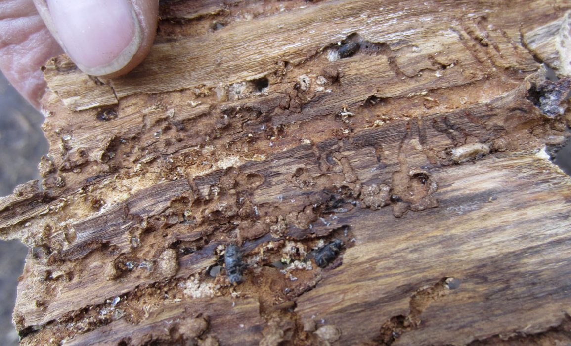 In this July 12, 2017, photo, dead beetles lie on the inside of a piece of bark peeled from a beetle-killed tree near Albany, Wyo. Since 2000, two dozen species of beetles have killed trees on nearly 85,000 square miles (220,000 square kilometers) in the Western U.S. That?Äôs an area about the size of Utah. (AP Photo/Dan Elliott)
