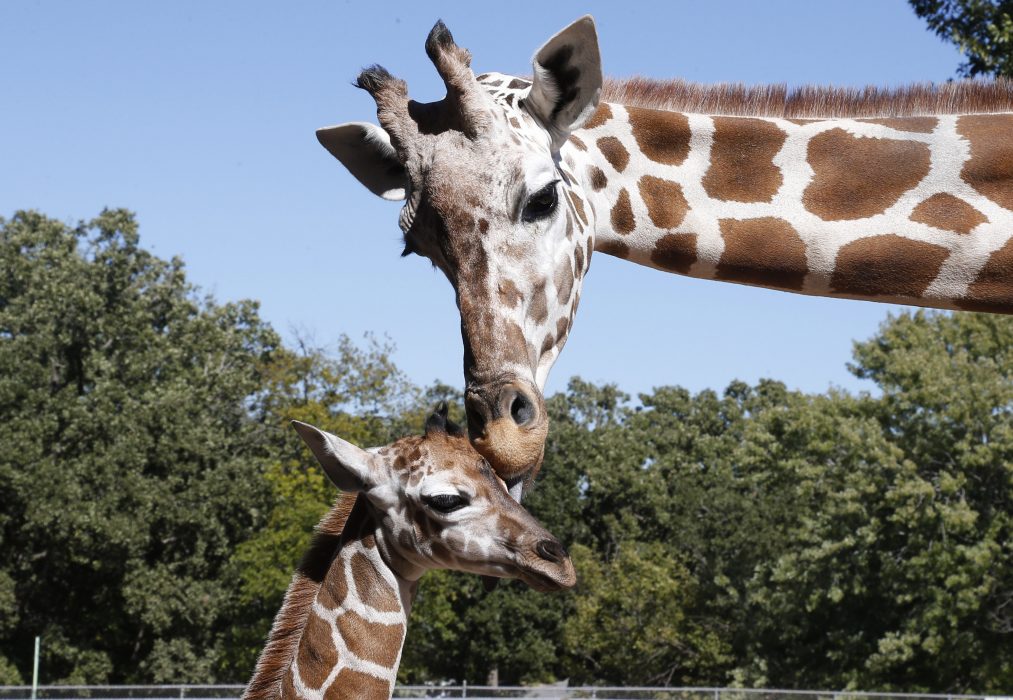 A giraffe nuzzles her twelve day old offspring at the Oklahoma City Zoo in Oklahoma City, Tuesday, Oct. 8, 2013. (AP Photo/Sue Ogrocki)