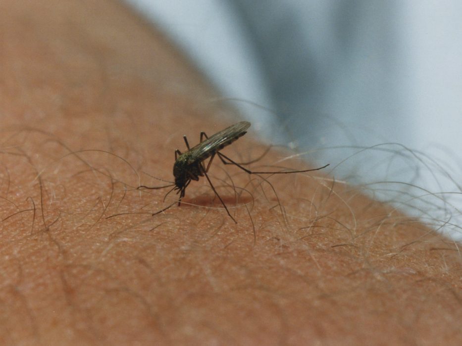 ©SCANPIX SWEDEN, 1995-07-19.
Mygga.
På bilden sitter myggan/insekten på hårig arm.
Blodsugare.
Foto: Lennart Nygren/SCANPIX
Code: 30132