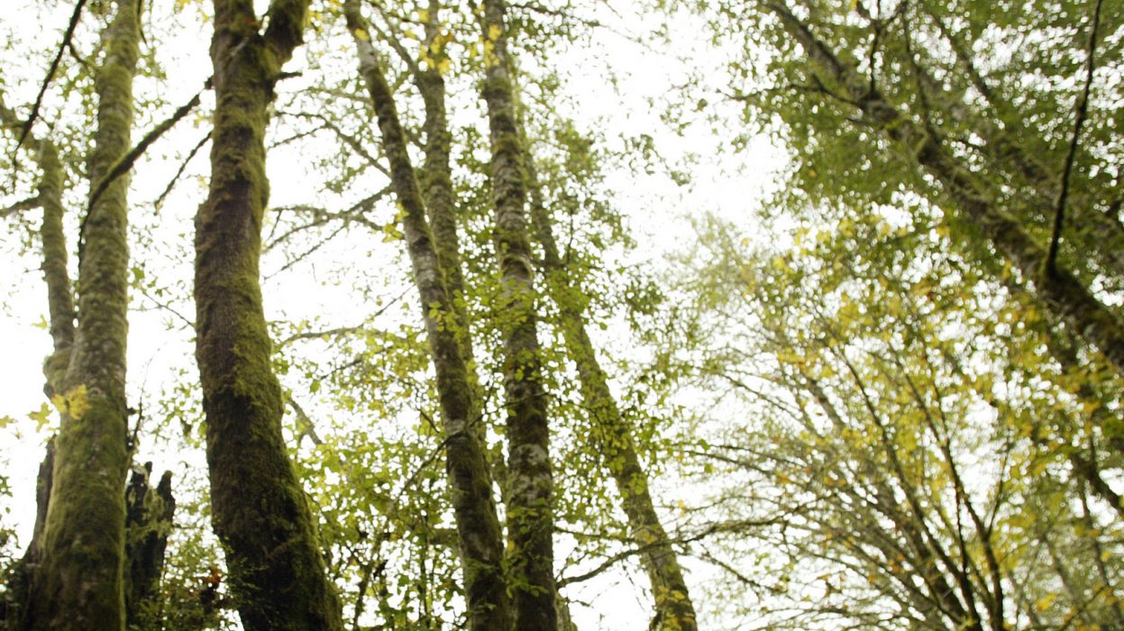 John Henrikson stands in a grove of trees Thursday, Nov. 4, 2004 on his farm near Oakville, Wash. and talks about how trees need room to gather light and spread out their canopy of branches for optimal growth. Henrikson very selectively logs his own land and and soon he and several other Western Washington forest owners will band together to get