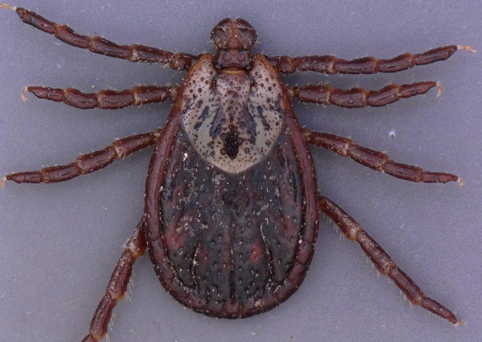 STOCKHOLM 2019-05-06
Den med lila bakgrund är en brokig hundfästing (Dermacentor reticulatus)
Foto: Lidia Chitimia-Dobler, Bundeswehr Institute of Microbiology, Munich / Handout / kod 10500
**OBLIGATORISK BYLINE: Giulio Grandi / STATENS VETERINÄRMEDICINSKA ANST**
**Endast för redaktionell användning. Bilden kommer från en extern källa och distribueras i sin ursprungliga form som en service till våra abonnenter**