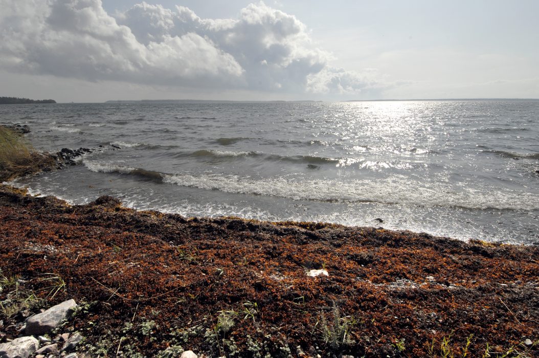 GRÄSKÖ 2008-09-04
Tång på stranden, gräsköfjärden i bakgrunden.
Foto Hasse Holmberg / SCANPIX Kod 96