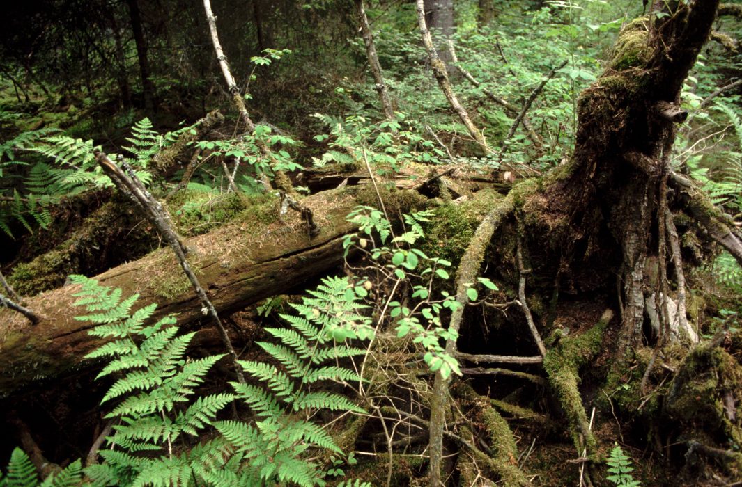 ARKIV. Urskog p naturskyddade ˆn Bullersk‰r i Stockholms Sk‰rgÂrd.
Foto: Hasse Holmberg. Kod 96
COPYRIGHT SCANPIX SWEDEN
