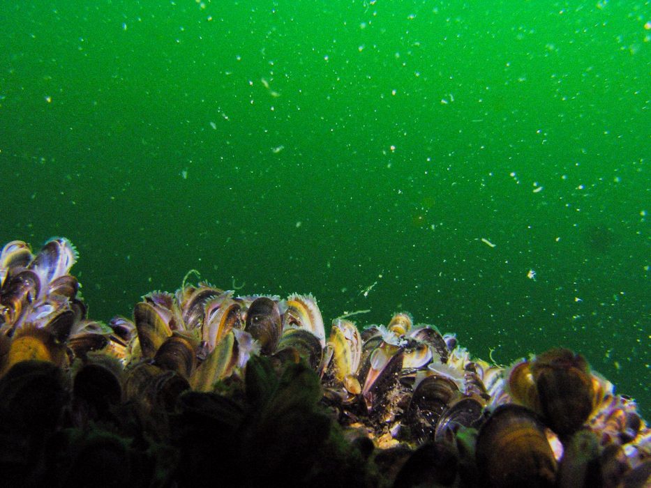 20040722 - Bilder från en dykexpedition som Greenpeace gjort vid utsjöbankarna Hoburgs bank och Midsjöbanken i centrala Östersjön.
Bilden: Ätande blåmusslor
Foto: Greenpeace/Sari Tolvanen
SCANPIX SWEDEN
FOTOGRAFENS NAMN OCH GREENPEACE SKALL ALLTID ANGES VID PUBLICERING