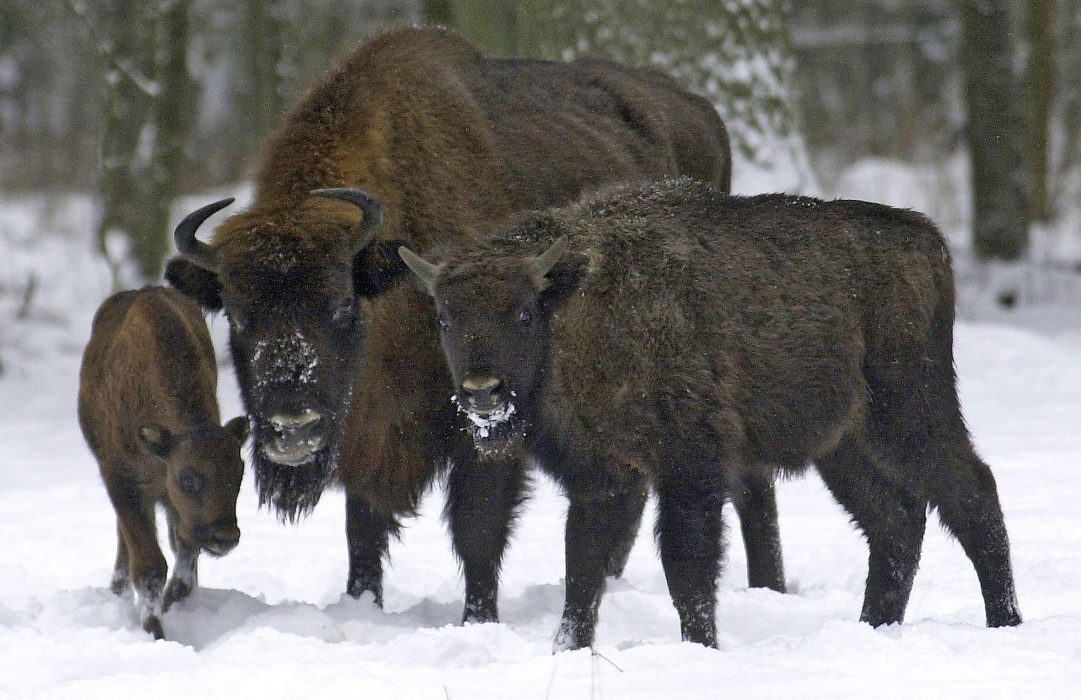 FILE - In this Feb. 2005 file photo, bison, Europe's largest land mammal, forage in the recently fallen snow in the Bialowieza Forest in Poland. Killing a herd of 25 wild European bison infected with tuberculosis may be the only way of preventing the spread of the disease to other herds of the rare species in southeastern Poland, officials said Monday, April 23, 2012. A commission of 18 veterinary and breeding experts in Krosno decided earlier this month to ask national authorities for a permission to kill the wild animals living near the village of Stuposiany in the Bieszczady mountains. (AP Photo/Michal Kosc) - POLAND OUT -