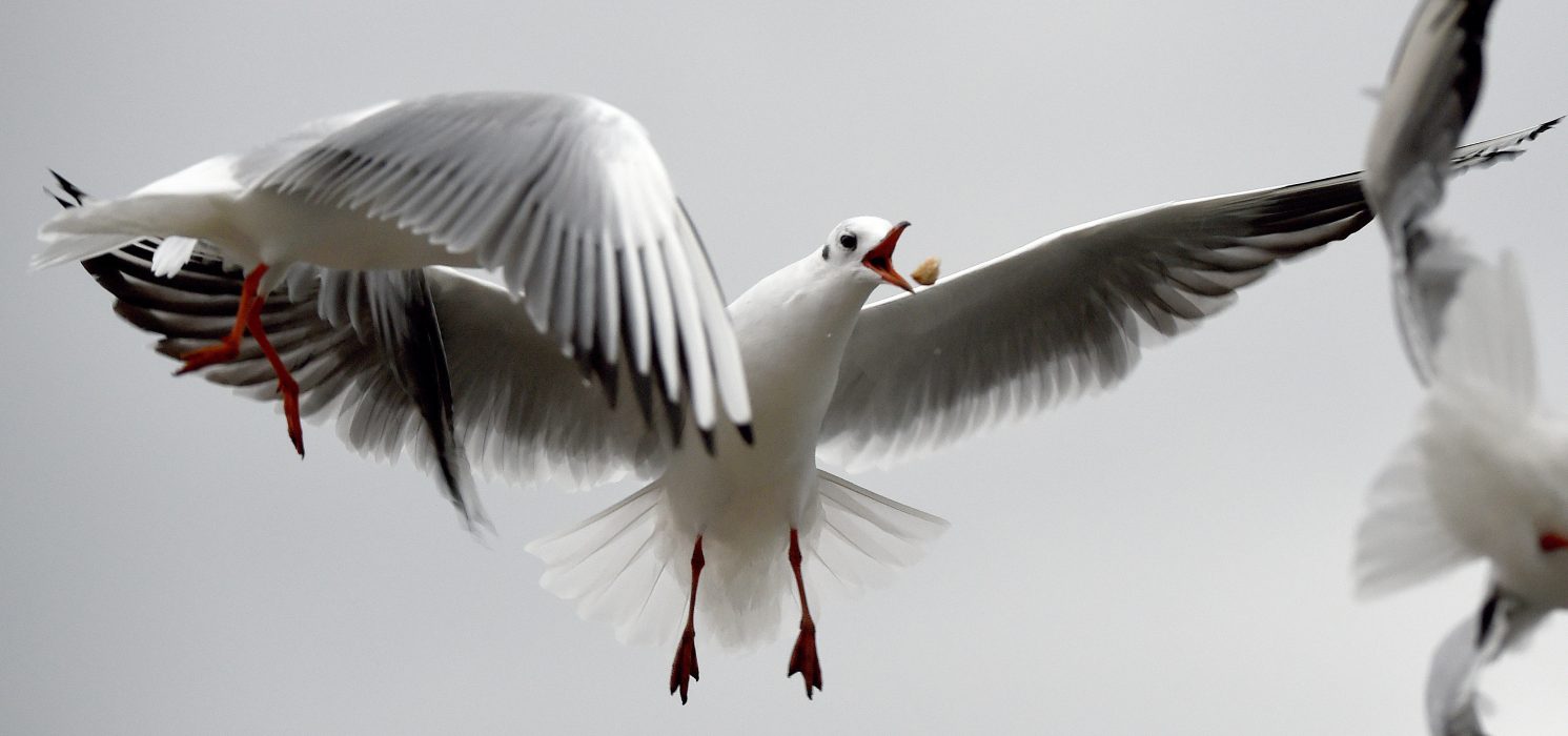 A seagull tries to catch a piece of bread above a lake in Hannover, northern Germany, Friday, Jan. 9, 2015. (AP Photo/dpa, Holger Hollemann)