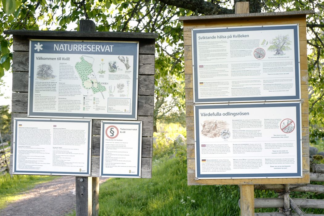 RUMSKULLA 20190528 Sviktande hälsa för den tusenåriga Kvilleken, Sveriges grövsta som har en omkrets på 14 meter i naturreservatet Kvill i Småland. Foto Mikael Fritzon / TT kod 62360