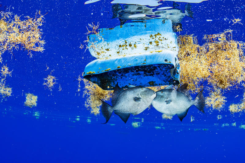 Trigger fish are visible with plastic debris among Sargassum in the Sargasso Sea. The Greenpeace ship MY Esperanza is on an expedition in the Sargasso Sea, a unique region in the North Atlantic Ocean that is home to a diverse array of marine life, including loggerhead and green sea turtles.
The journey, part of the "Protect the Oceans" year long tour, will see Greenpeace and University of Florida researchers team up to study the impact of plastics and microplastics on marine life and the importance that the Sargasso's drifting Sargassum seaweed habitat has for the development of juvenile sea turtles.