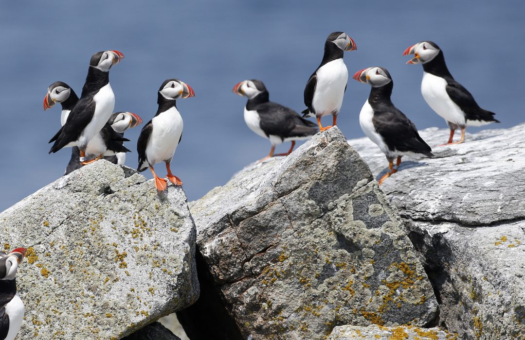 FILE--In this Aug. 1, 2014, file photo, Atlantic puffins congregate near their burrows on Eastern Egg Rock, a small island off the coast of Maine. Scientists say they have cracked the code about where Maine's beloved, colorful Atlantic puffins go in the winter. The answer is somewhat surprising: they float out in offshore waters off the New Jersey coast. (AP Photo/Robert F. Bukaty, File)