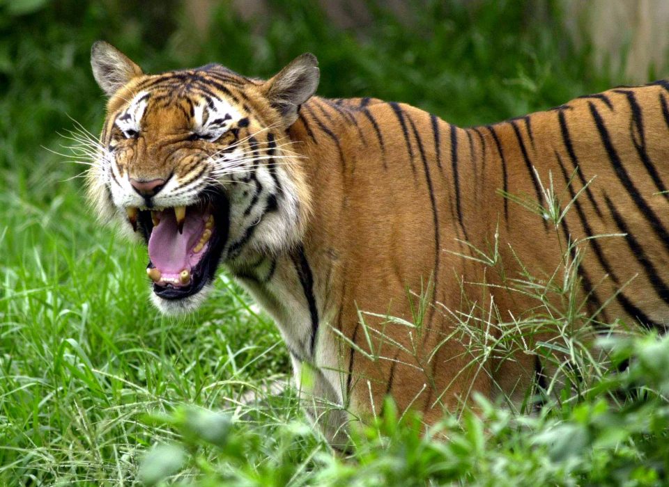 FILE - In this June 1, 2003 file photo, a Royal Bengal tiger roars at the Dhaka zoo at Mirpur district in Dhaka, Bangladesh. One of the world's largest tiger populations, already threatened by habitat loss and conflicts with humans, could disappear by the end of the century under rising seas, researchers said Wednesday, Jan. 20, 2010. A projected sea level rise of 11 inches above 2000 levels along coastal Bangladesh by 2070 may cause the remaining tiger habitat in the Sundarbans to decline by 96 percent, pushing the total population to as few as five tigers, according to the new World Wildlife Fund-led study published this month in the peer reviewed journal Climatic Change. (AP Photo/Pavel Rahman, File)
