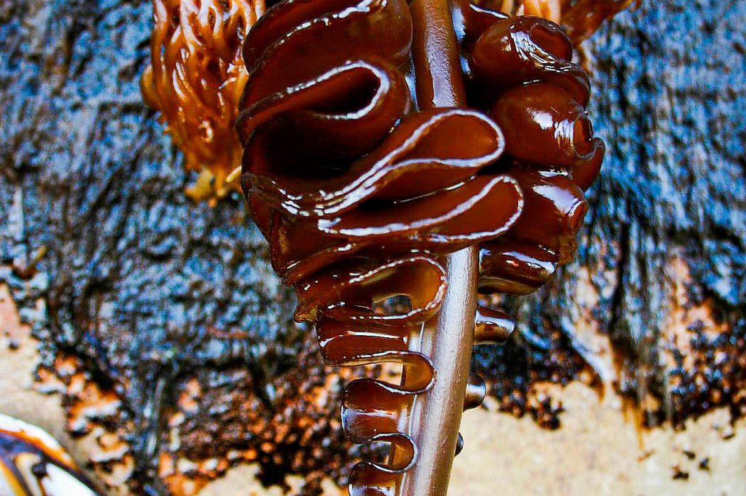 This photo, taken by the Oregon Park and Recreations Department Thursday, June 7, 2012, shows an invasive specie commonly known as "wakame" attached to a dock float that washed up on Agate Beach Tuesday near Newport, Ore. State authorities are considering how to dispose of the millions of marine creatures that hitchhiked across the Pacific Ocean aboard the dock float torn loose from a Japanese fishing port by the 2011 tsunami so they will not compound the problem of invasive species.(AP Photo/Oregon Parks and Recreation Department, ho)