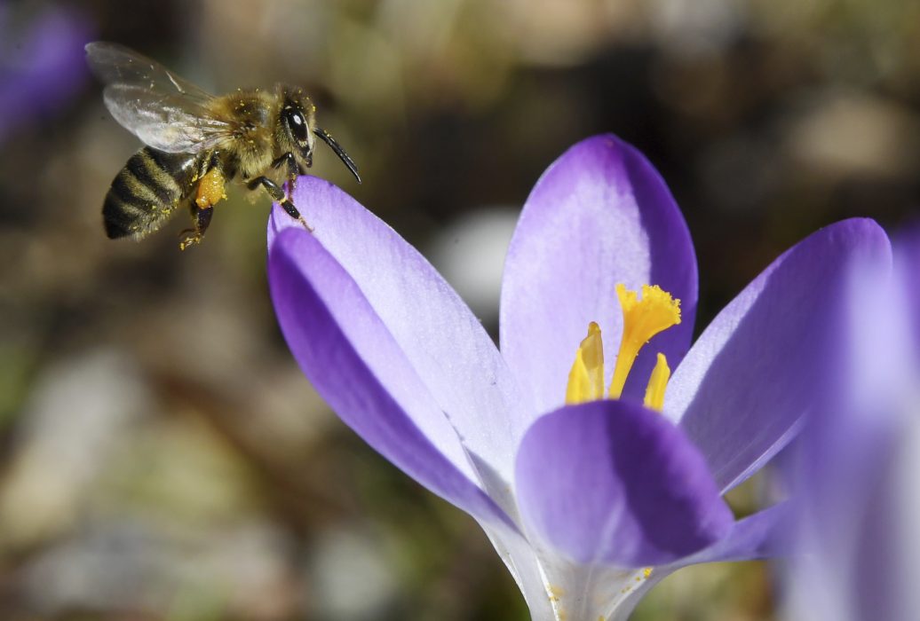 A bee lands on a crocus blossom on the Old Southern Cemetery in Munich, Germany, Sunday, March 5, 2017. Weather forecasts predict changeable weather for Germany during the next few days. (Tobias Hase/dpa via AP)