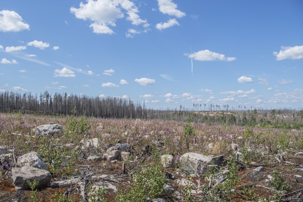 VÄSTERFÄRNEBO 2018-07-24
Fyra år efter branden i Västmanland ligger fortfarande stora fält utbrända. Men på sina håll har naturen återigen börjat grönska. På bilden Sörhörende utanför Västerfärnebo.
Foto: Bezav Mahmod / SvD / TT / Kod: 30584
** OUT DN, Dagens Industri (även arkiv), Metro och Expressen **