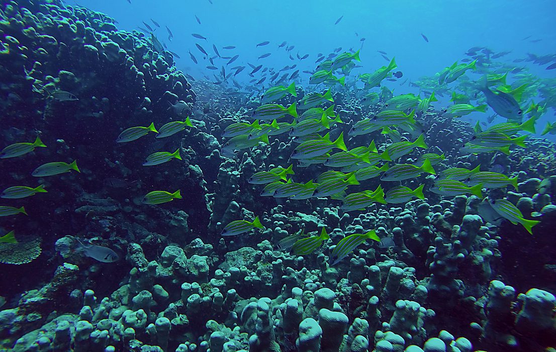 NADI 2016-09-19 Fiji bjuder på dykning som kan konkurrera med Stora barriärrevet. Vissa dykplatser har rikt fiskliv, vackra koraller och spektakulär sikt.