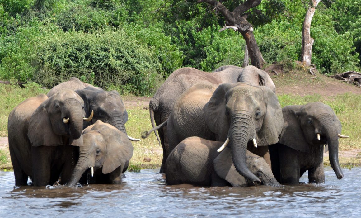 FILE - In this March 3, 2013 file photo elephants drink water in the Chobe National Park in Botswana. A conservation group says elephant poaching has increased in Botswana, which has long been viewed as a rare refuge for elephants in Africa. (AP Photo/Charmaine Noronha, File)