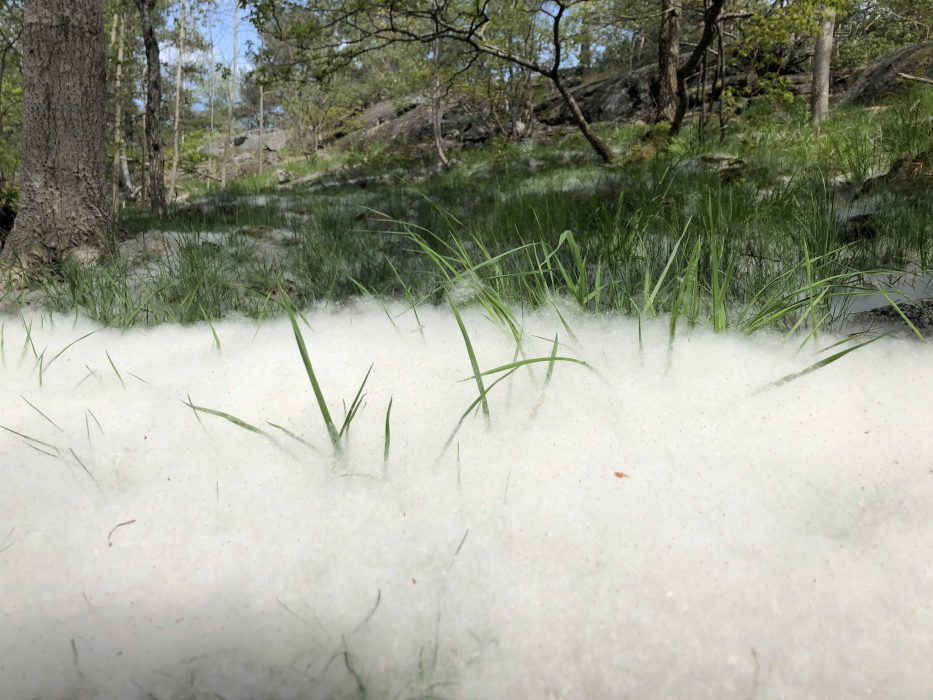 STOCKHOLM 20190521
Frön från asp. Honträdens blommor sprider de luftburna luddiga fröna.
Foto: Pontus Ahlkvist / TT kod 15010