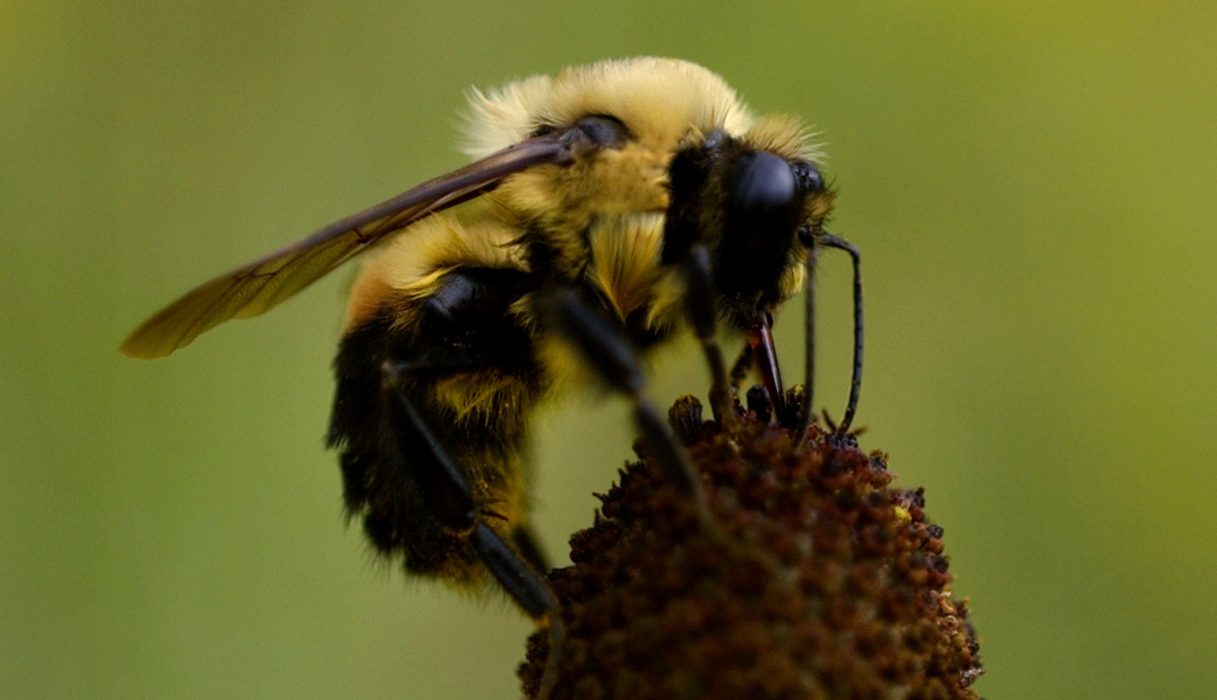 FILE - In this Aug. 2, 2003 file photo, a bumblebee sits atop a gray-headed coneflower in Dauphin, Pa. A common pesticide is dramatically harming wild bees, according to a new in-the-field study that outside experts say may shift the way the U.S. government looks at a controversial class of chemicals. (AP Photo/Carolyn Kaster, File)