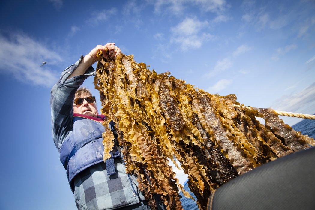 LYSEKIL 20190709
Fredrik Gröndahl, forskare i vatten och miljöteknik vid KTH, bedriver forskning på alger som kan användas i bland annat matlagning eller tillverkning av olika produkter. Algodling i Kristinebergs marina forskningsstation i Lysekil.
Foto: Jonas Lindstedt / TT / kod 9200
**BILDEN FÅR ENDAST PUBLICERAS TILLSAMMANS MED TT:S URSPRUNGLIGA TEXT OCH FÅR INTE ÅTERANVÄNDAS I ANDRA SAMMANHANG**