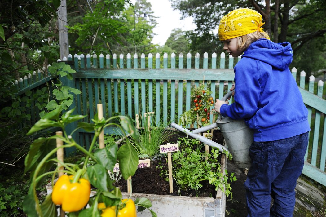 STOCKHOLM 20120618
Snabbodla köksträdgården i pallkrage. Att odla i pallkragar är smart. Det går att sätta plantorna tätt och det blir minimalt med ogräs. Men lite omvårdnad krävs, som regelbunden vattning.
Foto: Henrik Montgomery / SCANPIX / Kod: 10060