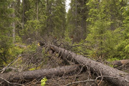 Old-growth Spruce Forest in Arkhangelsk Region, Russia