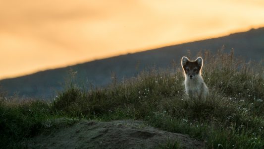 FJÄLLRÄVAR