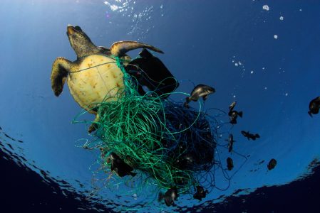 Turtle in a Trap - Defending Our Oceans (Mediterranean Sea: 2007)