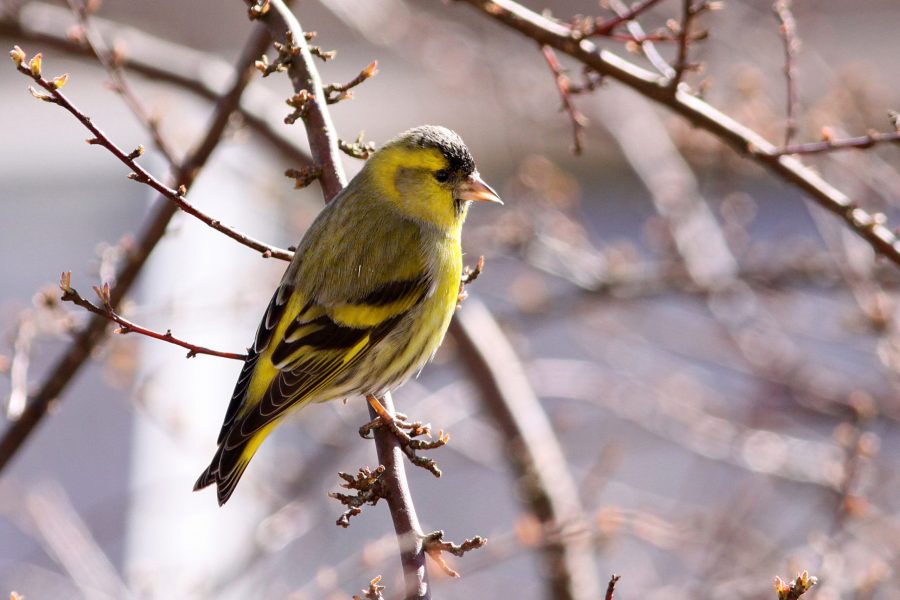 Grönsiskan är en av de lite mer ovanliga fåglarna som har hittat till många fågelbord i år.