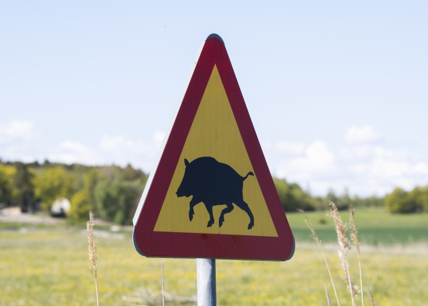 Förra året sköts runt 146 000 vildsvin av jägare i Sverige.