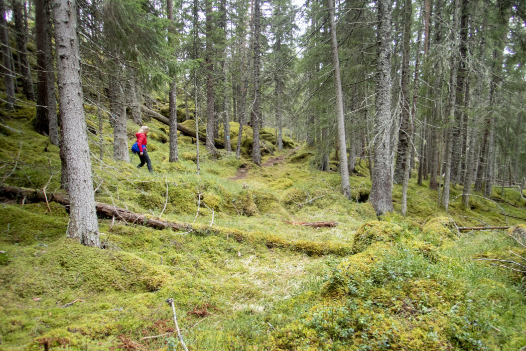 Vistelse i naturen har positiva effekter på vår hälsa, visar forskningen.