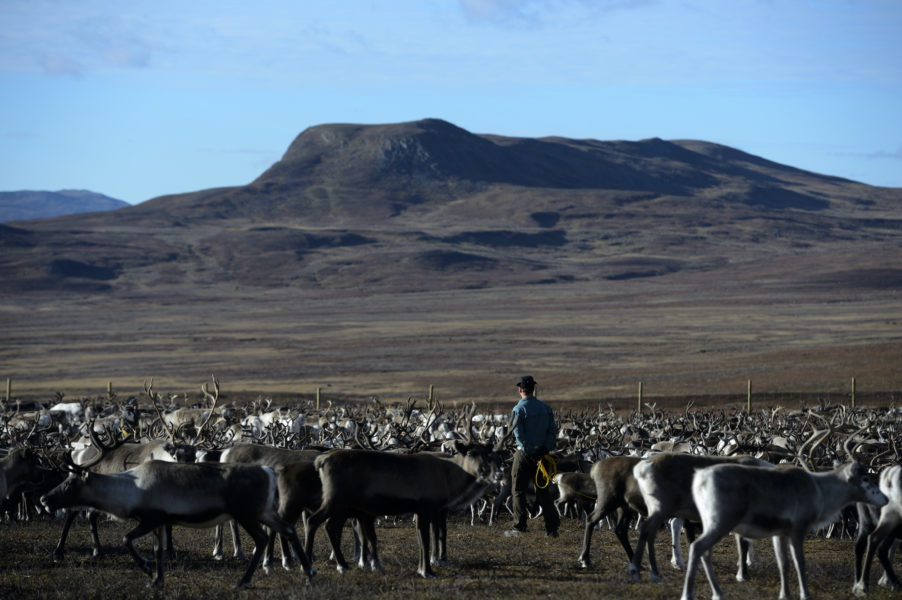  Renskötseln, som är en central och betydelsefull näring i det samiska samhället, har drabbats avsevärt av det förändrade landskapet.
